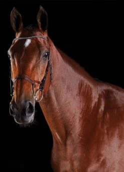 Collegiate Comfitec Crystal Training Bridle - Brown