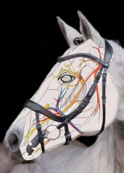 Schockemohle Equitus Alpha Bridle - Black -Ridingwear Sales Store equitusalphascetch 2