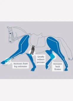 Prolite Short Dressage Girth - Black 7 Prolite Short Dressage Girth - Black -Ridingwear Sales Store prolitehorsediagramrdy