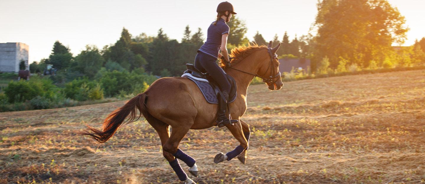 Ridingwear Sales Store -Ridingwear Sales Store Top Places for Horse Riding Lessons in Dubai